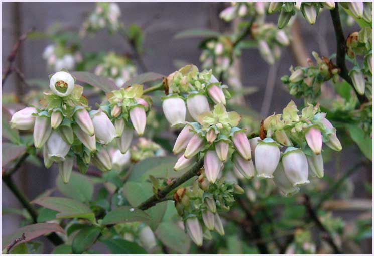 Blueberry Blossom