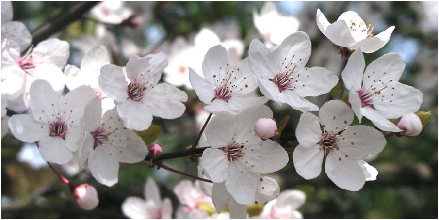 White Blossom