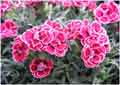 Dianthus