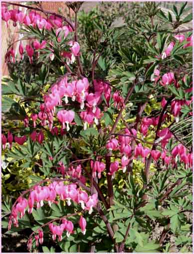 Dicentra