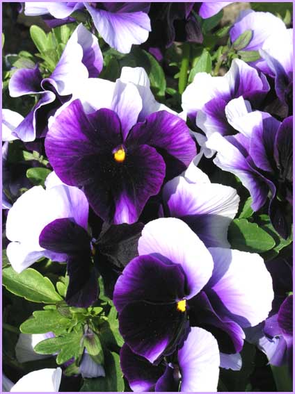 Purple Pansies