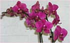 Pink Orchid