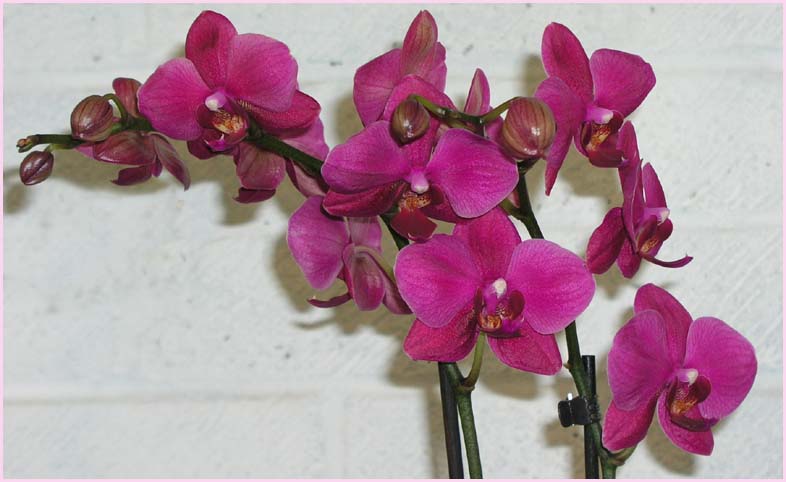 Pink Orchid