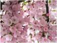 Pink Cherry Blossom