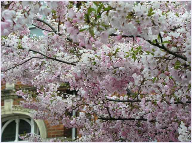 Pink Cherry Blossom