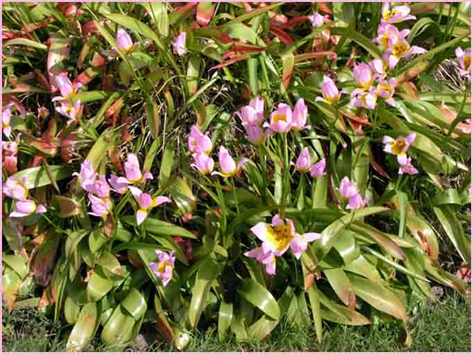Pink Tulips