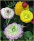 Filled Ranunculus