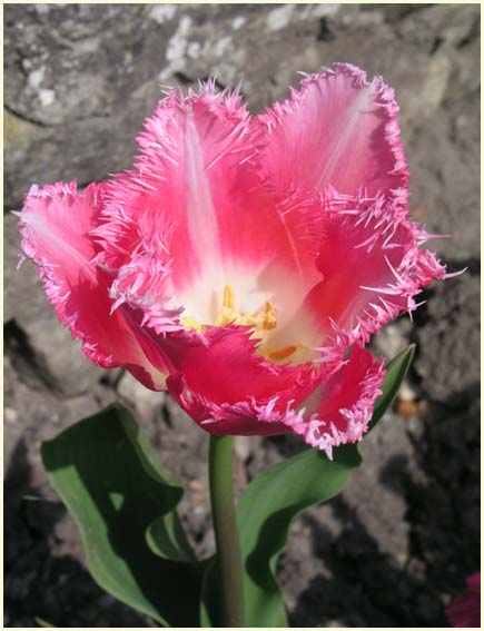 Fringed Tulip