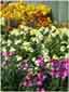 Wallflowers