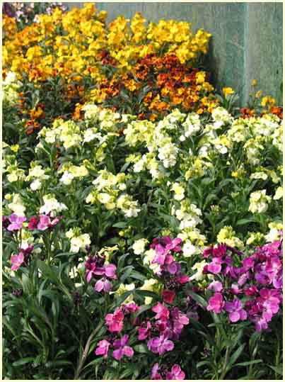 Wallflowers