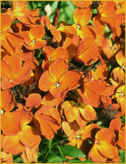 Wallflowers