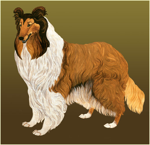 Rough haired collie